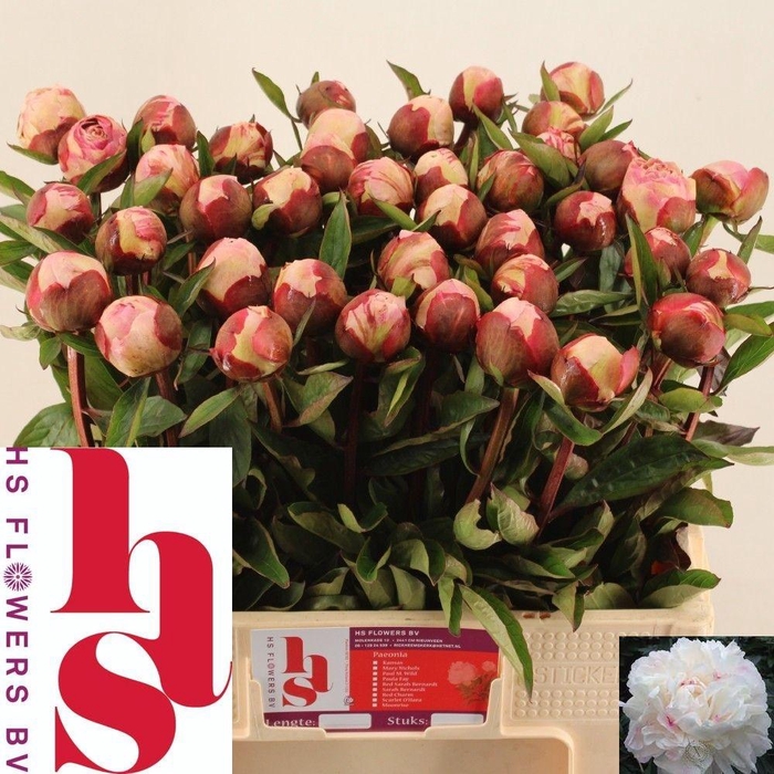 <h4>PAEO L GARDENIA</h4>