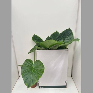 ALOC MACRORRHIZOS