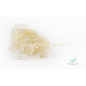 DRIED FLOWERS - HYDRANGEA PREPARED BLEACHED 25-30CM