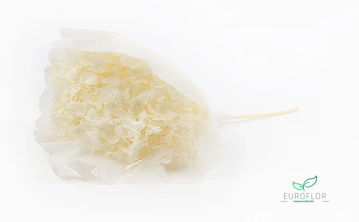 DRIED FLOWERS - HYDRANGEA PREPARED BLEACHED 25-30CM