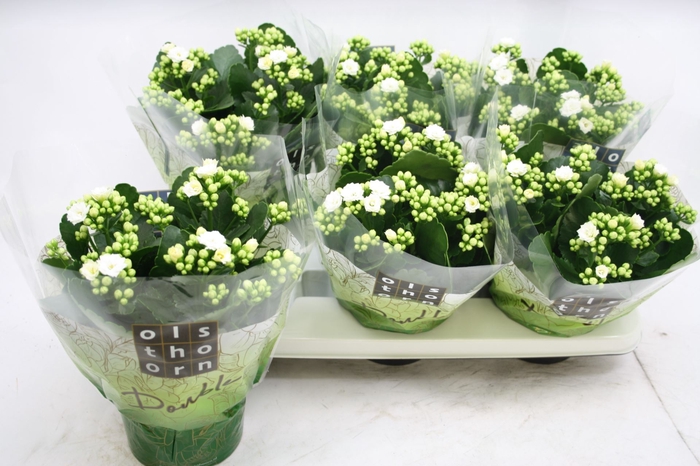 <h4>Kalanchoe Calandiva Whites</h4>