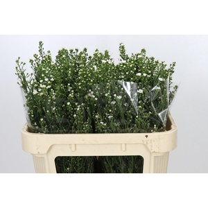 Aster Paquita