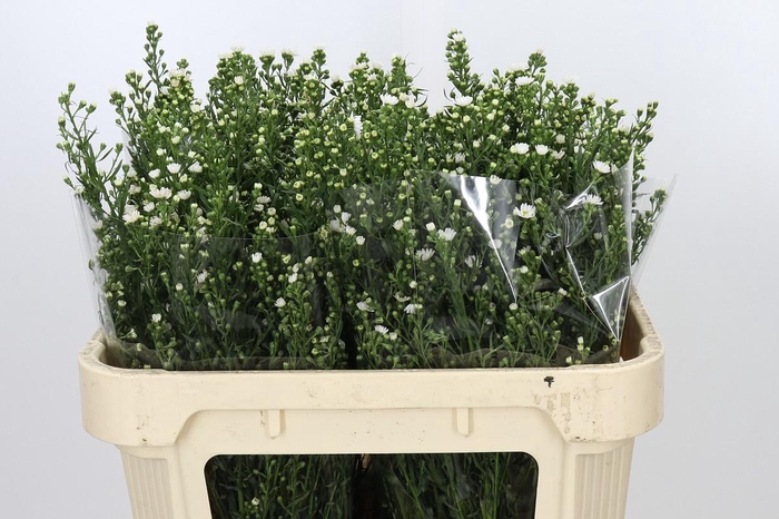<h4>Aster Paquita</h4>