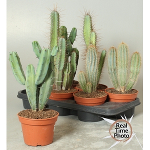 CACTUS OV
