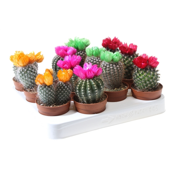 Cactus decoratie strobloem mix