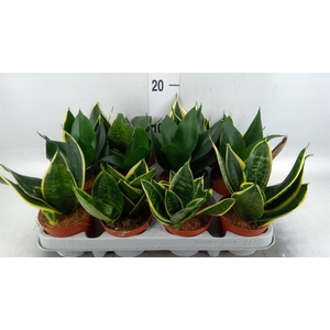 Sansevieria trifa. 'Hahnii'