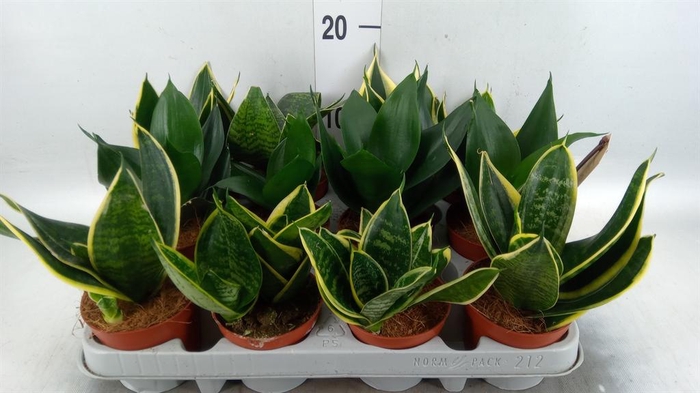 <h4>Sansevieria trifa. 'Hahnii'</h4>