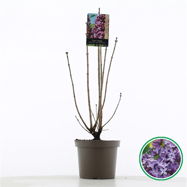 <h4>Syringa vulgaris 'Ruhm von Horstenstein' C7.5 (26cm.)</h4>