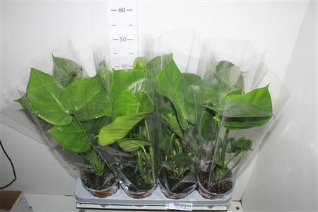 <h4>Monstera Deliciosa</h4>