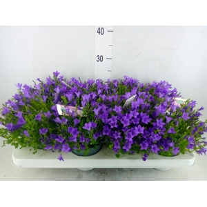 Campanula porten. 'Ambella In Prpl'