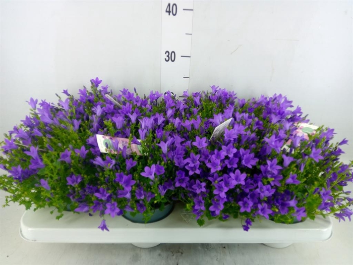 Campanula porten. 'Ambella In Prpl'