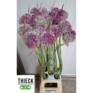 ALLIUM OV