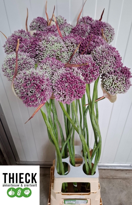 <h4>ALLIUM OV</h4>