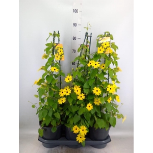 Thunbergia  'Suzie Yellow wEye'