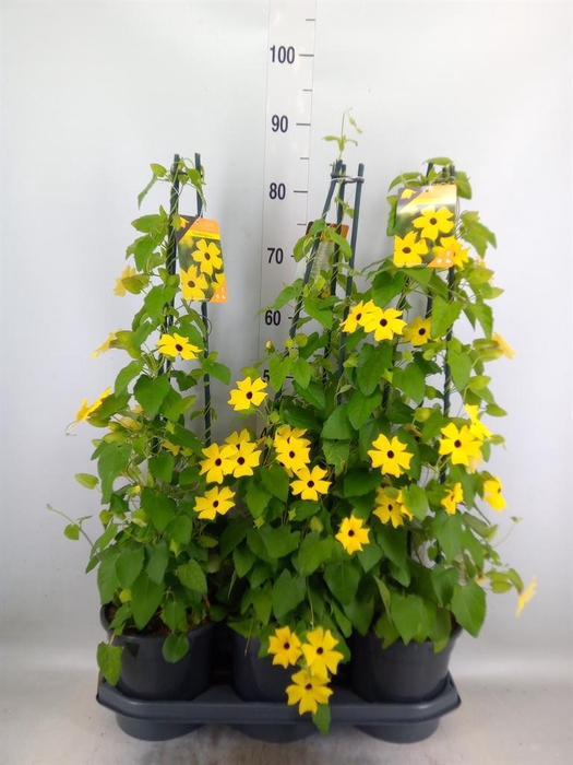 <h4>Thunbergia  'Suzie Yellow wEye'</h4>