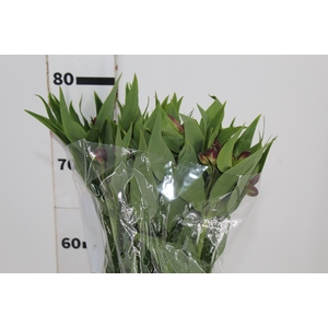 ALSTROEMERIA BAHIA 080 CM