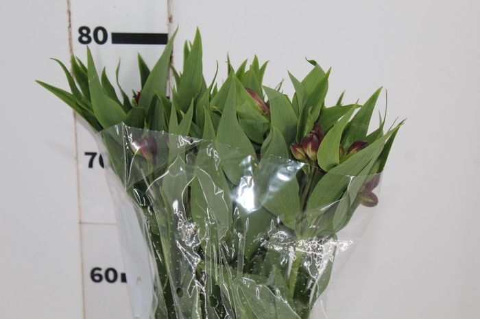 <h4>ALSTROEMERIA BAHIA 080 CM</h4>
