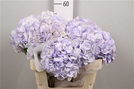 <h4>Hydrangea Lilac</h4>