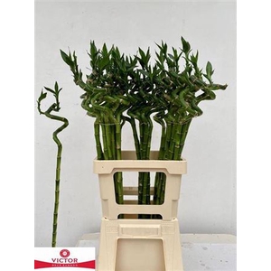 Drac Lucky Bamboo