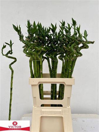 <h4>Drac Lucky Bamboo</h4>