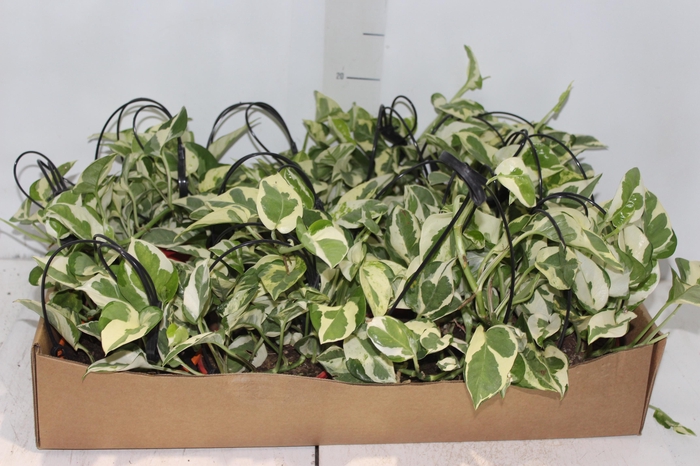 <h4>JIBOIA NJOY C13</h4>