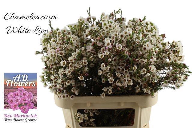 <h4>CHAME UN WHITE LION</h4>