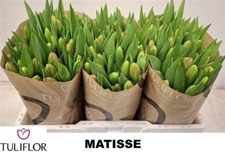 <h4>Tu En Matisse</h4>