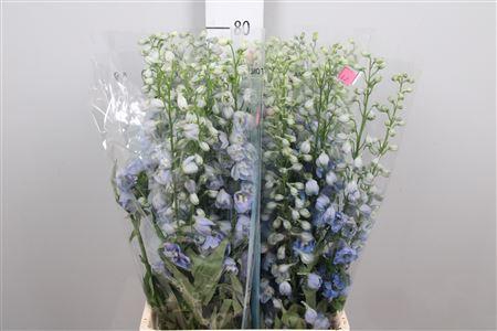 <h4>Delph Du Mag F Skyblue Wb</h4>