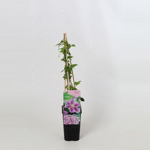 <h4>Clematis Piilu</h4>