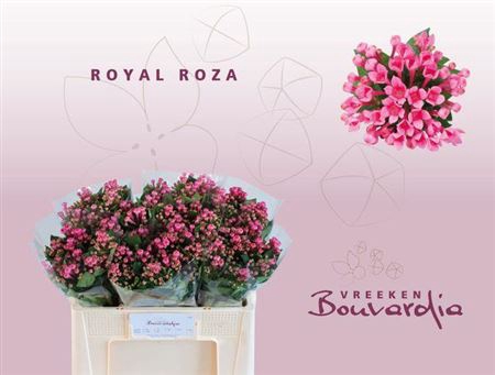 BOU EN ROZA