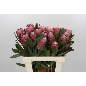 Protea Pink Ice