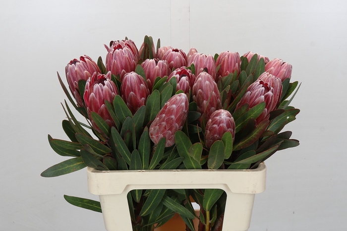 <h4>Protea Pink Ice</h4>