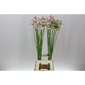 Allium Nect Rosy Bells