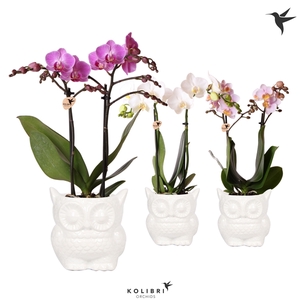 Kolibri Orchids Phalaenopsis mix 2 spike in Owl pot white