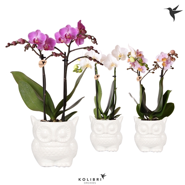 <h4>Kolibri Orchids Phalaenopsis mix 2 spike in Owl pot white</h4>