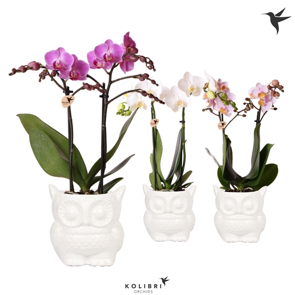 Phalaenopsis gemengd