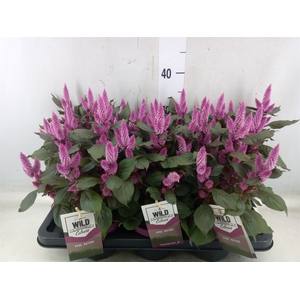 Celosia arg. SP 'Wild Pink'