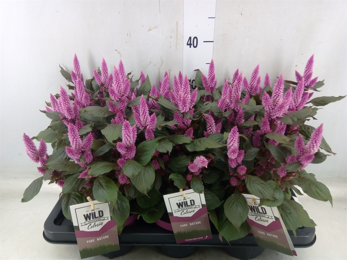 <h4>Celosia arg. SP 'Wild Pink'</h4>