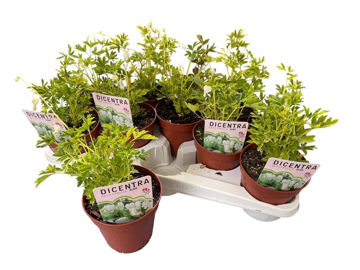 <h4>VASTE PLANTEN OV</h4>