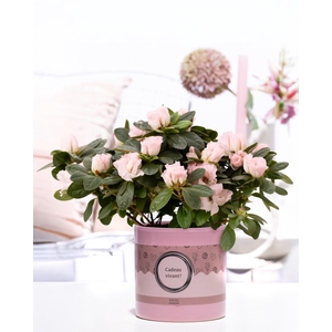1st class Azalea pink in P&P cadeau concept: CADEAU VIVANT!