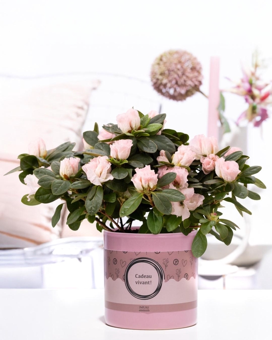 <h4>1st class Azalea pink in P&P cadeau concept: CADEAU VIVANT!</h4>