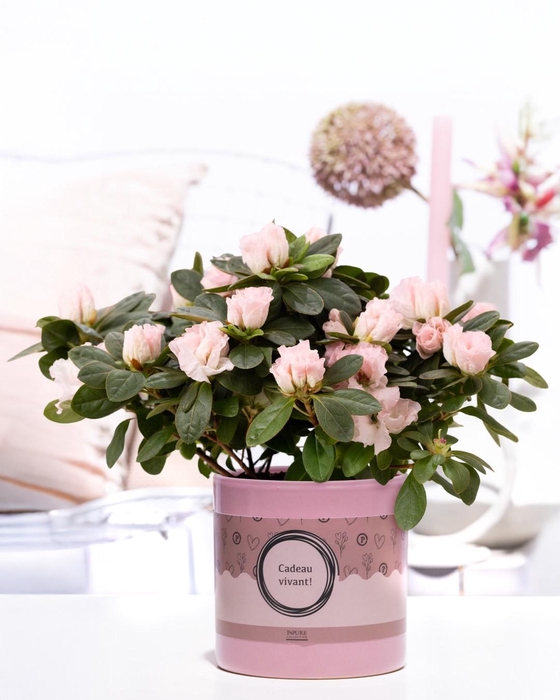 <h4>1st class Azalea pink in P&P cadeau concept: CADEAU VIVANT!</h4>