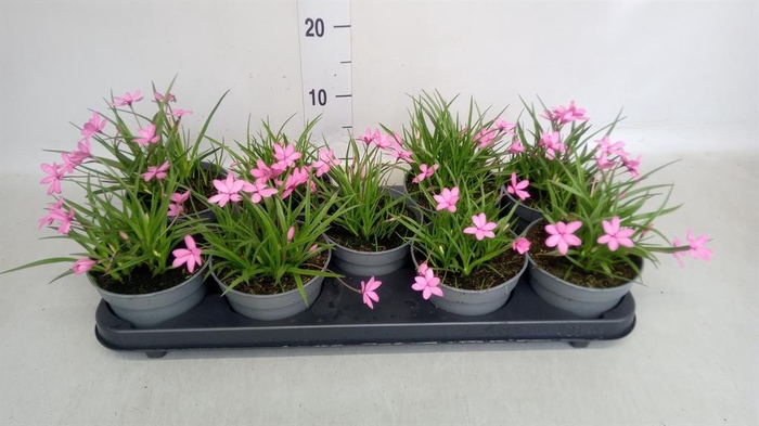 <h4>Rhodohypoxis baurii</h4>