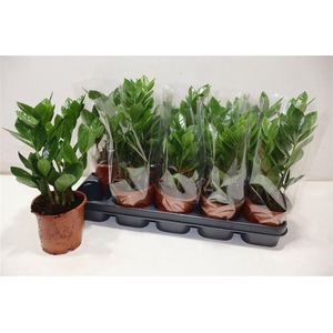 arr8 Zamio Zamiifolia