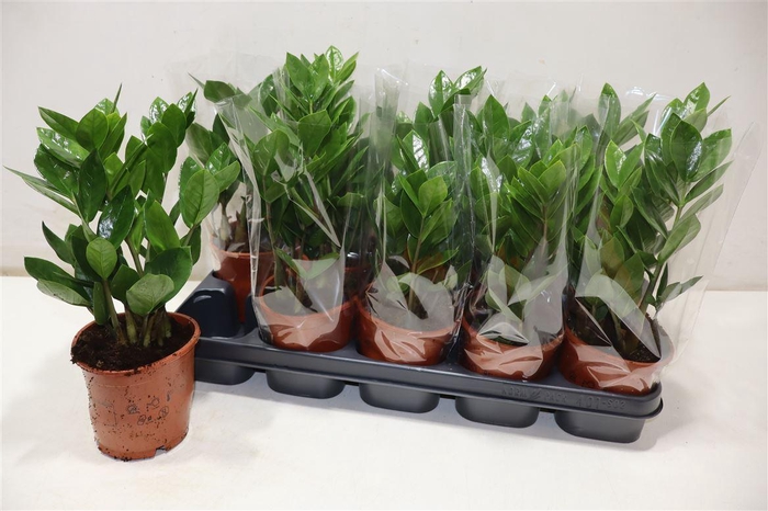 <h4>arr8 Zamio Zamiifolia</h4>