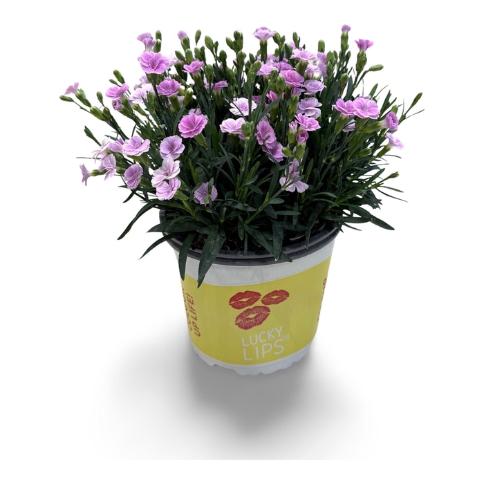 <h4>Dianthus Lucky Lips Lola 17 CM © Exclusief</h4>