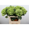Hydrangea mag emerald classic