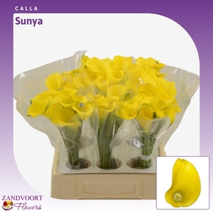 Calla Sunya