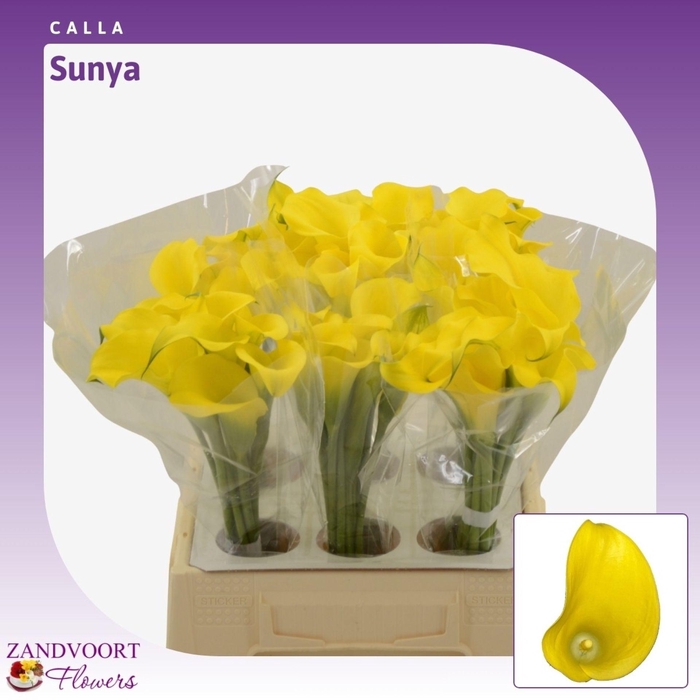 <h4>Calla Sunya</h4>