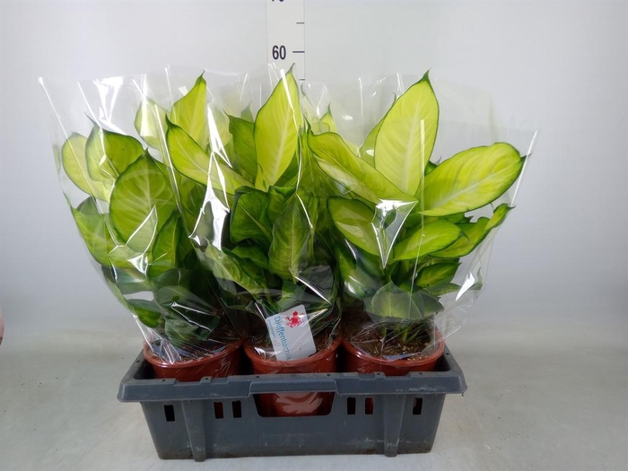 <h4>Dieffenbachia  'Summer Style'</h4>